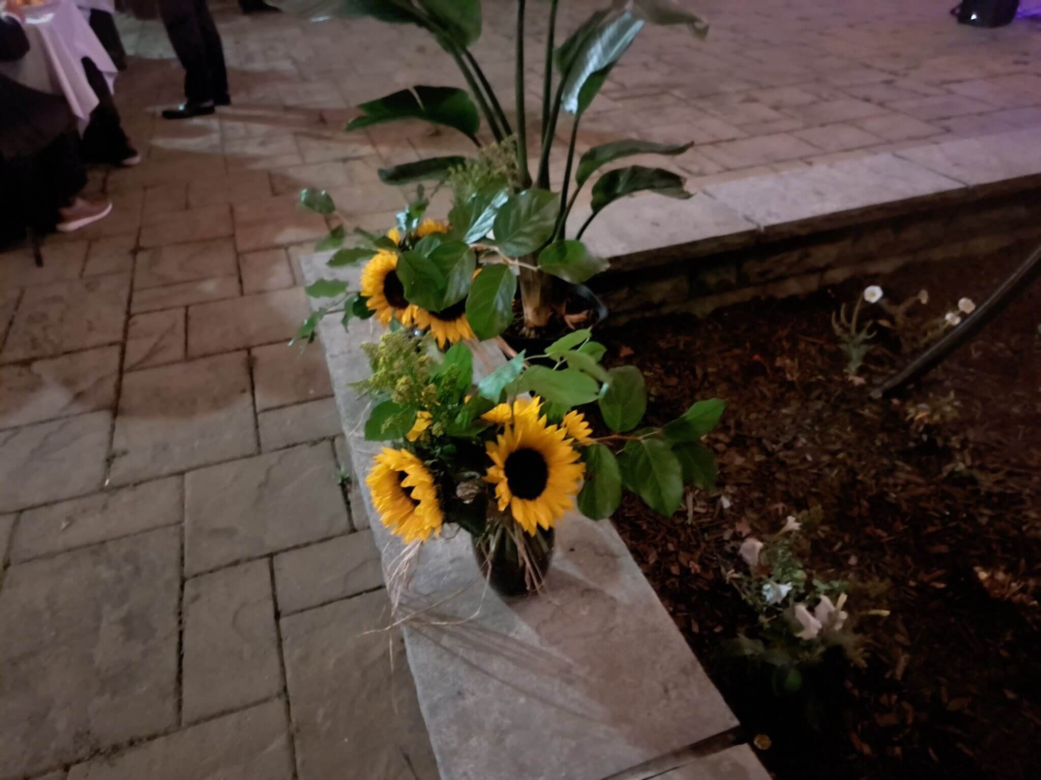 Sunflowers and green plants arranged in a pot on a stone ledge at night.