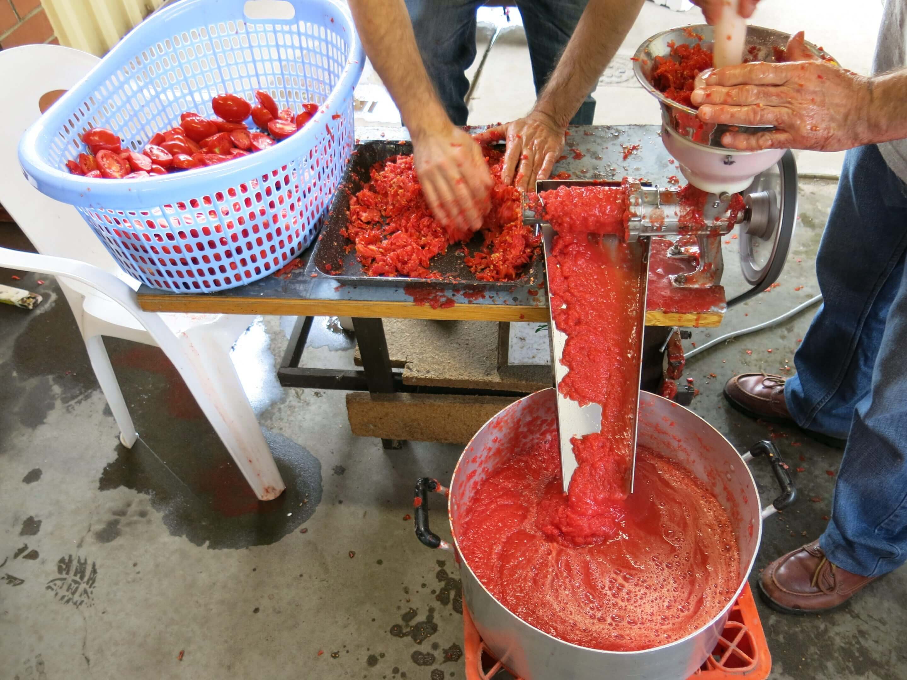 Tomatoes being processed into sauce with machine.